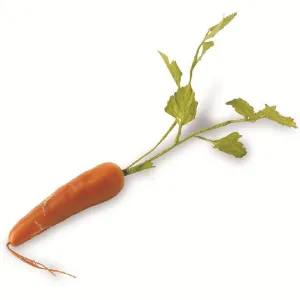Orange Long Carrot - 17 inch